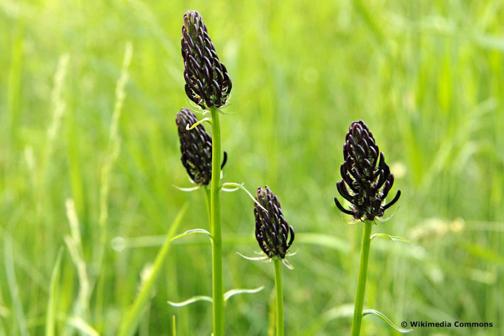 Schwarze Teufelskralle (Phyteuma nigrum), schwarze Blumen