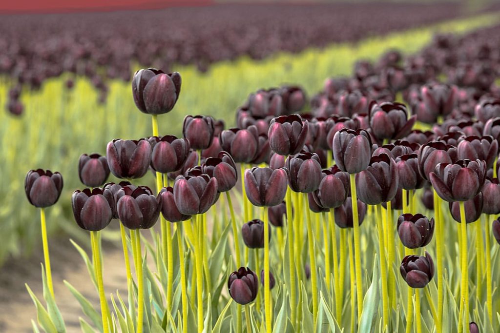 Schwarze Tulpen (Tulipa)