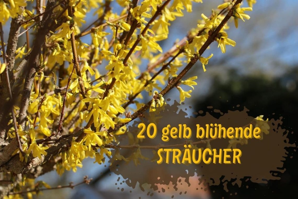 Sträucher mit gelben Blüten - Forsythie