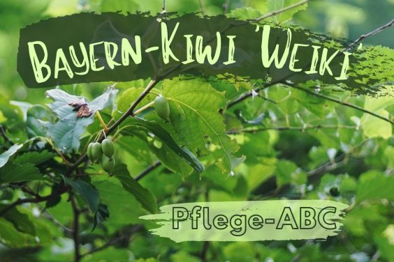 Bayern-Kiwi 'Weiki' - Titel