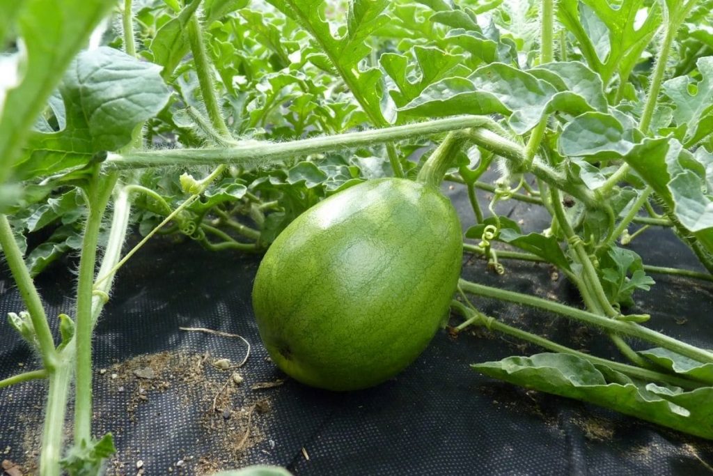 Unreife Melone muss noch wachsen