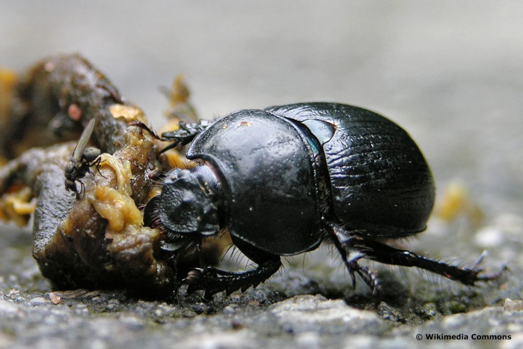 Waldmistkäfer (Anoplotrupes stercorosus), großer schwarzer Käfer