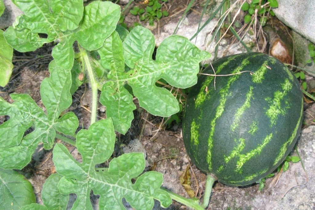 Wassermelone wächst im Beet