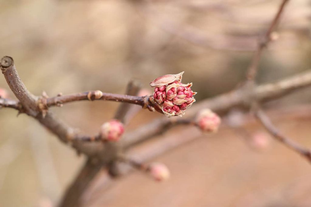 Winterschneeball (Viburnum bodnantense), rosa Blüten Sträucher