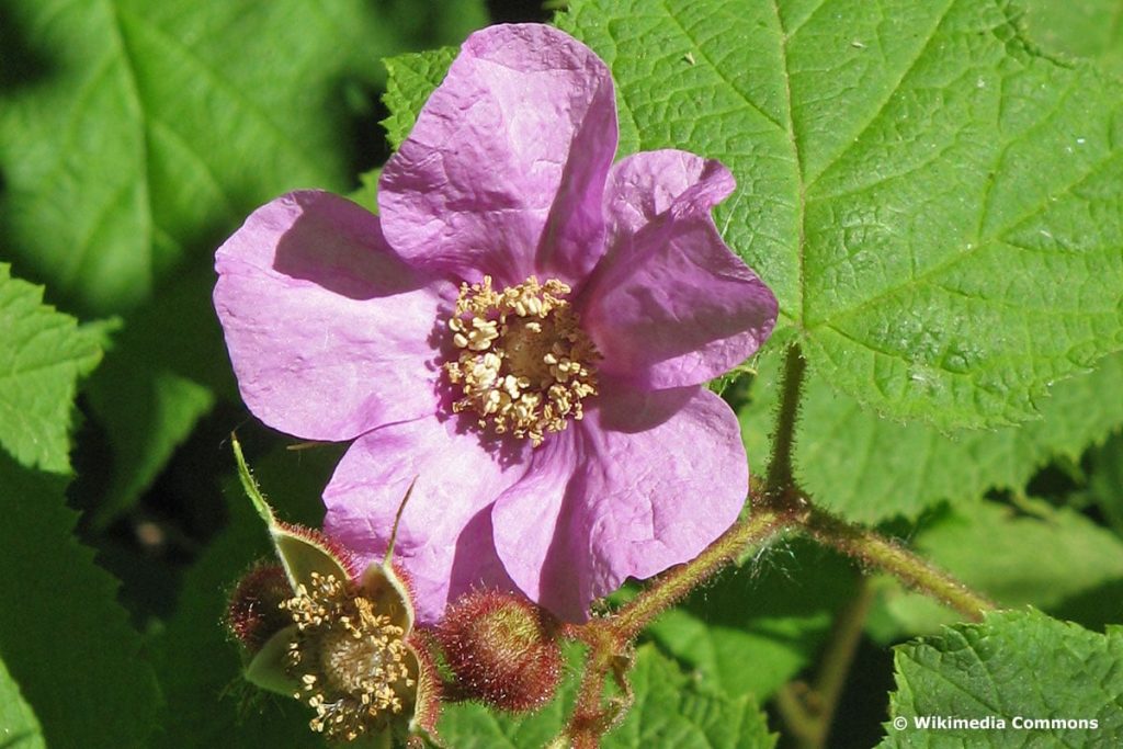 Zimt-Himbeere/Wohlriechende Himbeere (Rubus odoratus), rosa Blüten Sträucher
