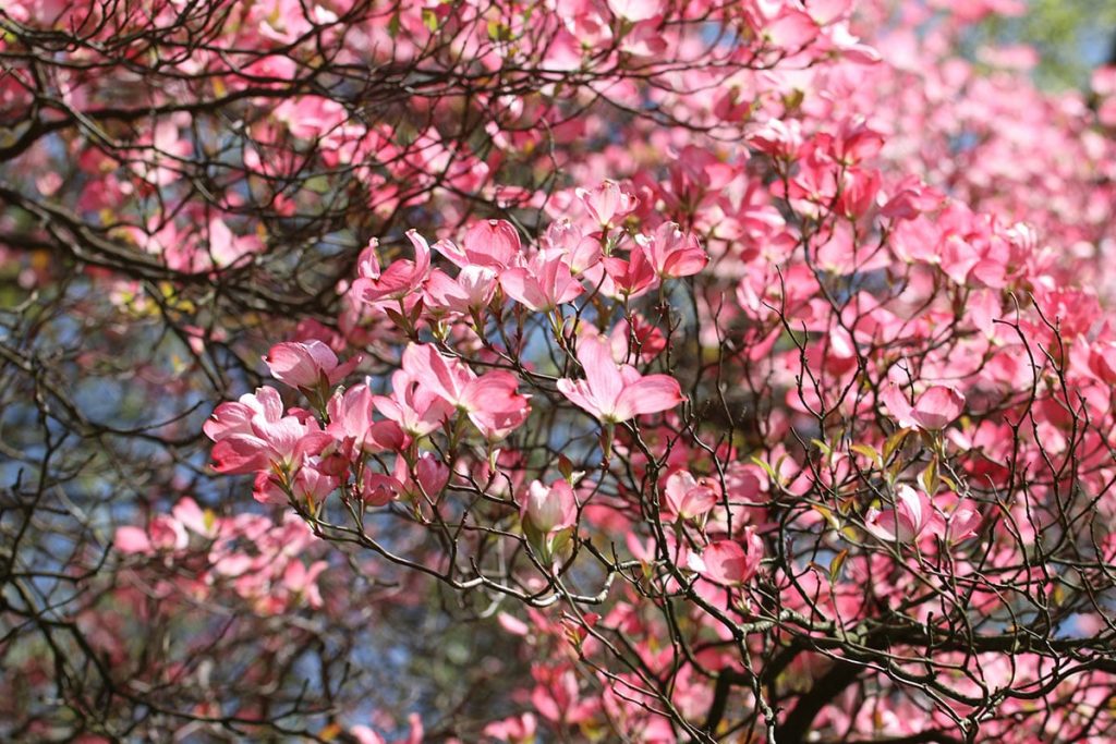 Amerikanische Blumenhartriegel (Cornus florida), Begleitpflanzen