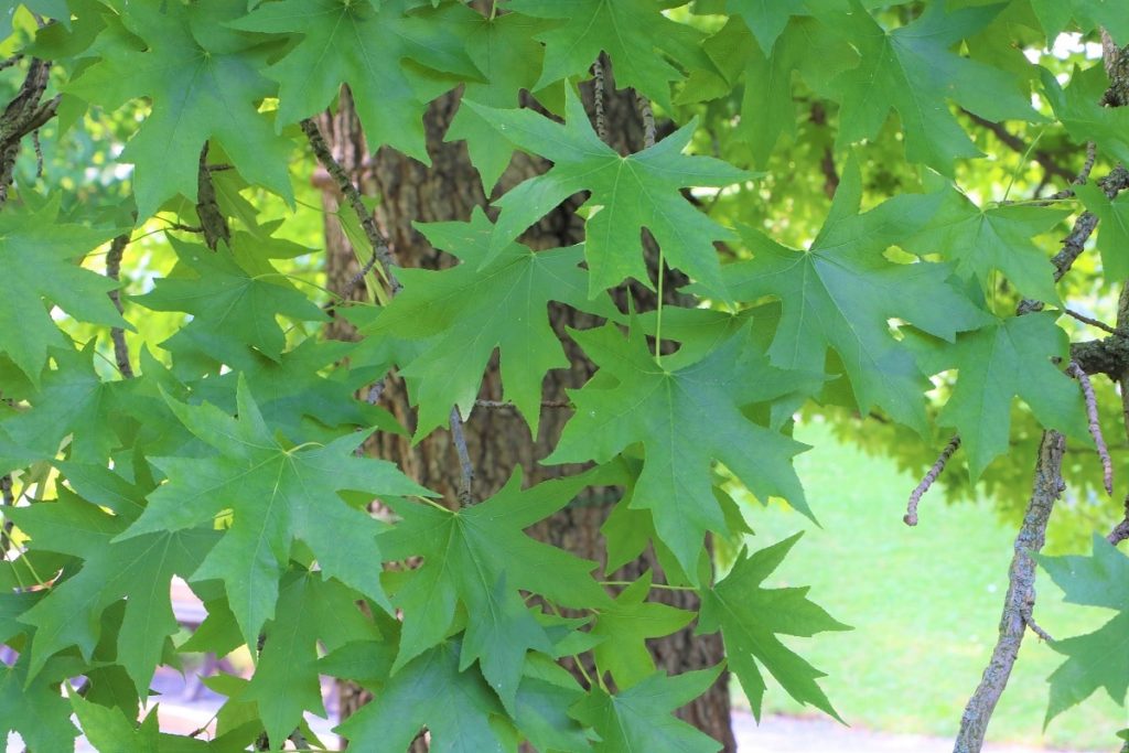 Amerikanischer Amberbaum - Liqiudambar styraciflua