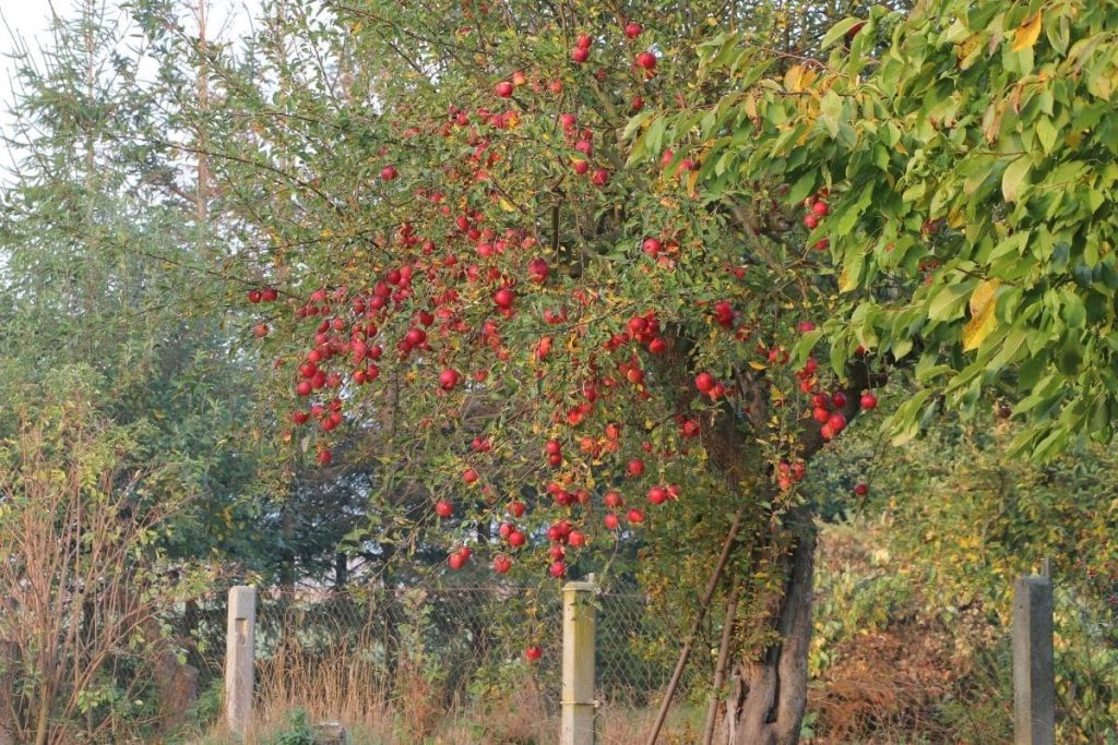 Apfelbaum an Grundstücksgrenze
