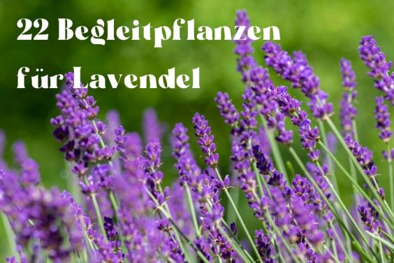 Begleitpflanzen Lavendel