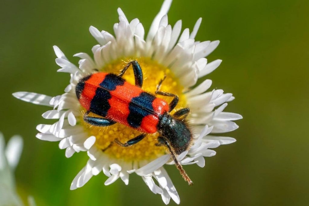 Bienenkäfer (Trichodes apiarius)