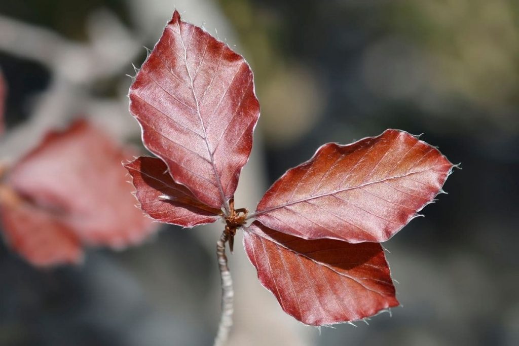 Blätter der Rotbuchenhecke
