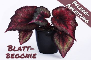 Blattbegonie - Begonia rex