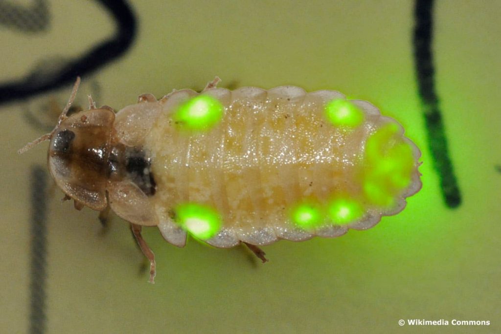 Glühwürmchen (Lamprohiza splendidula), heimischer Käfer