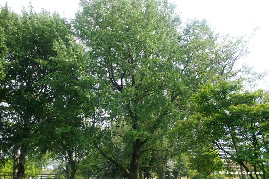 Grau-Pappel (Populus x canescens)