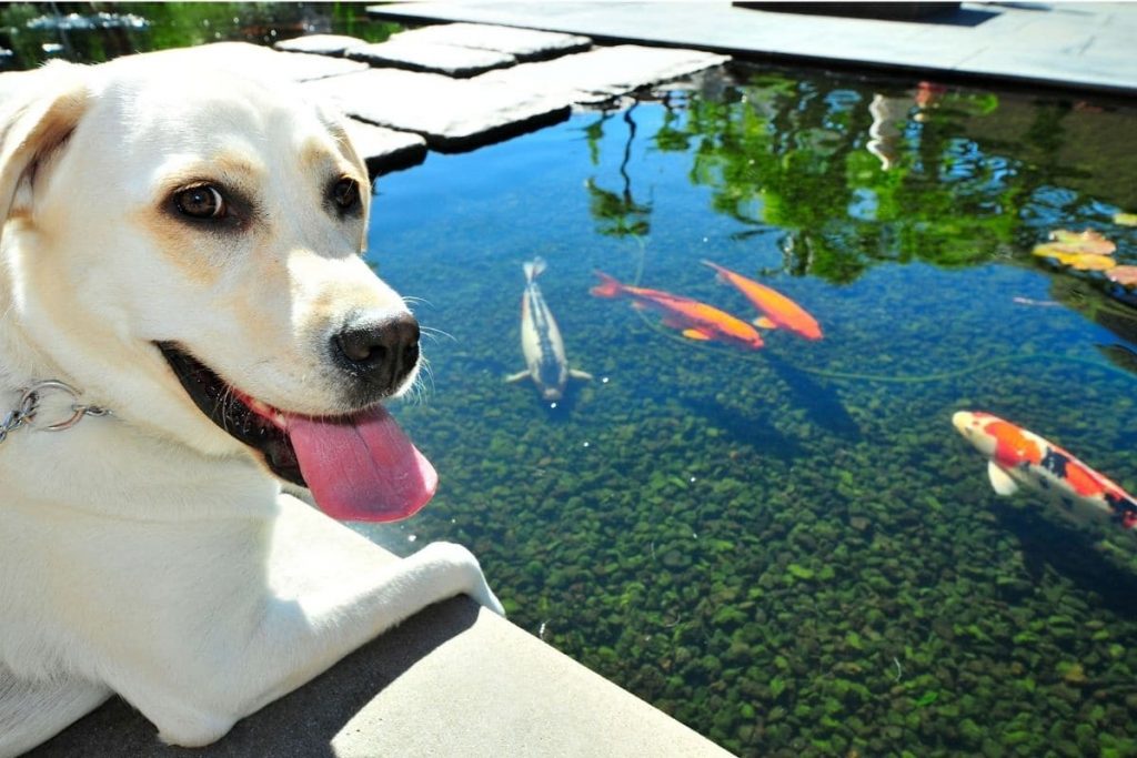 Fischreiher-Abwehr - Hund am Gartenteich