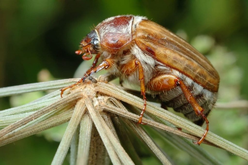 Junikäfer (Amphimallon solstitiale) heimischer Käfer