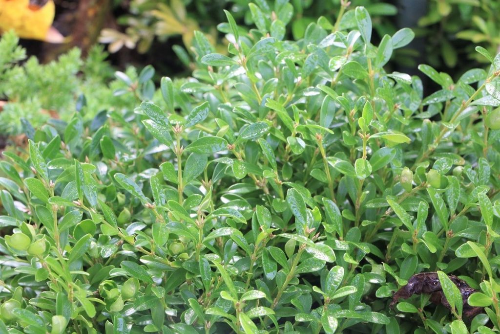 Kleinblättriger Buchsbaum - Buxus microphylla