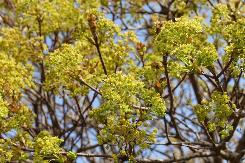 Kugel-Ahorn 'Globosum' (Acer platanoides 'Globosum')