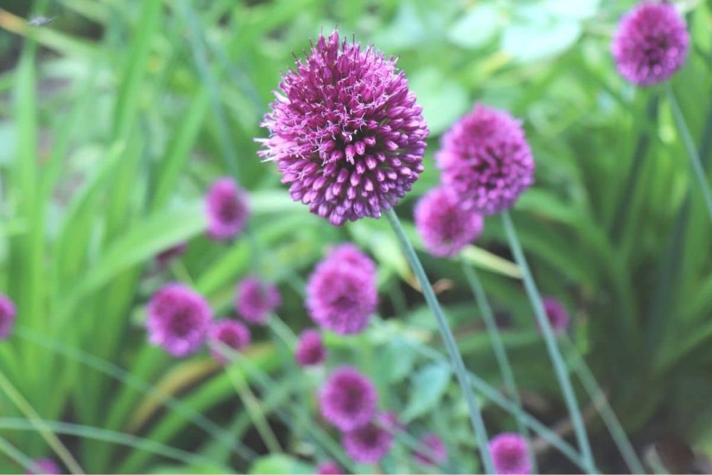Kugelförmiger Lauch - Allium sphaerocephalon