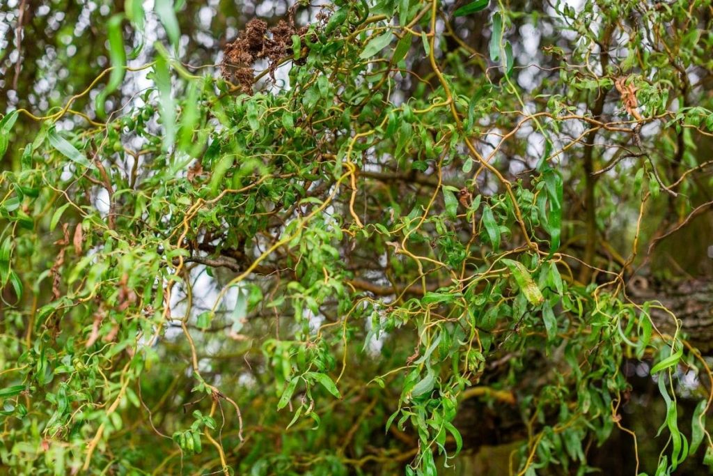 Lockenweide (Salix erythroflexuosa) kleiner Garten-Baum