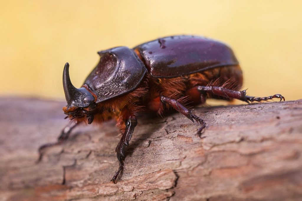 Nashornkäfer (Oryctes nasicornis) heimischer Käfer