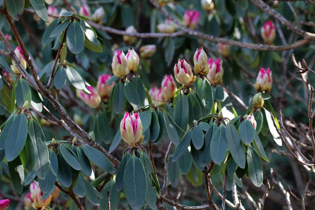 Rhododendron, Begleitpflanze