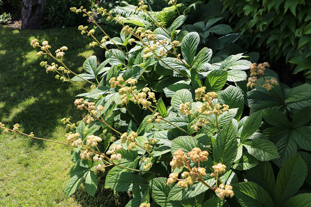 Schaublatt (Rodgersia), Begleitpflanzen
