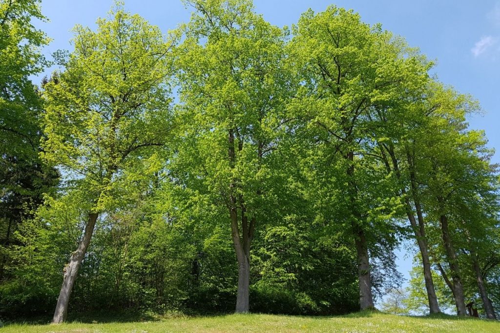Sommer-Linde (Tilia platyphyllos), Großbäume