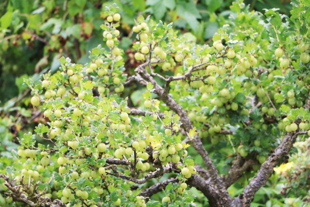 Stachelbeeren - Ribes uva-crispa