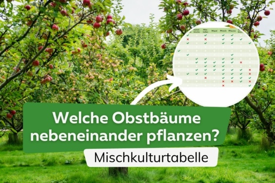 Tabelle: welche Obstbäume nebeneinander pflanzen? | Apfelbäume im Garten