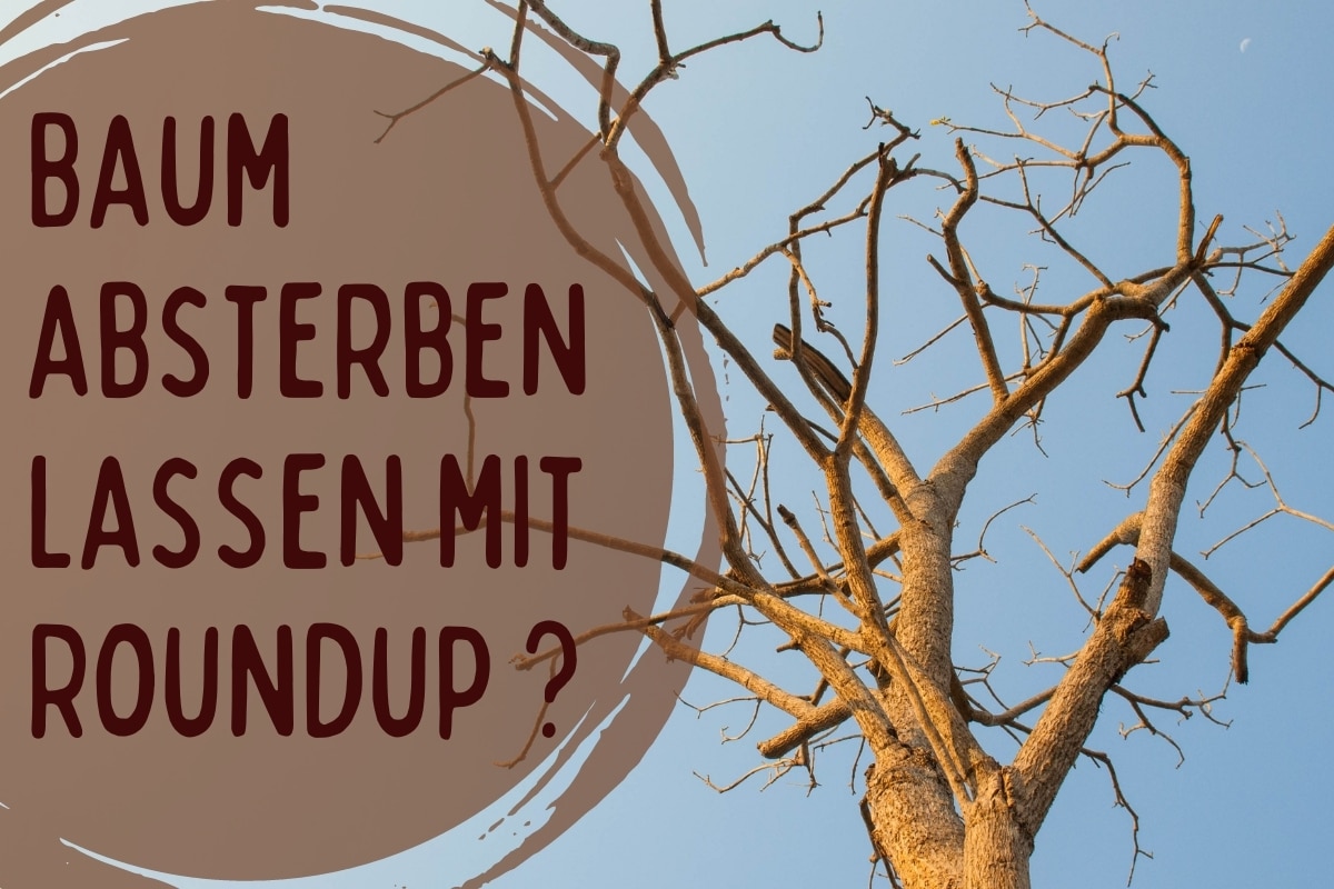 Baum absterben lassen mit Roundup - Titel