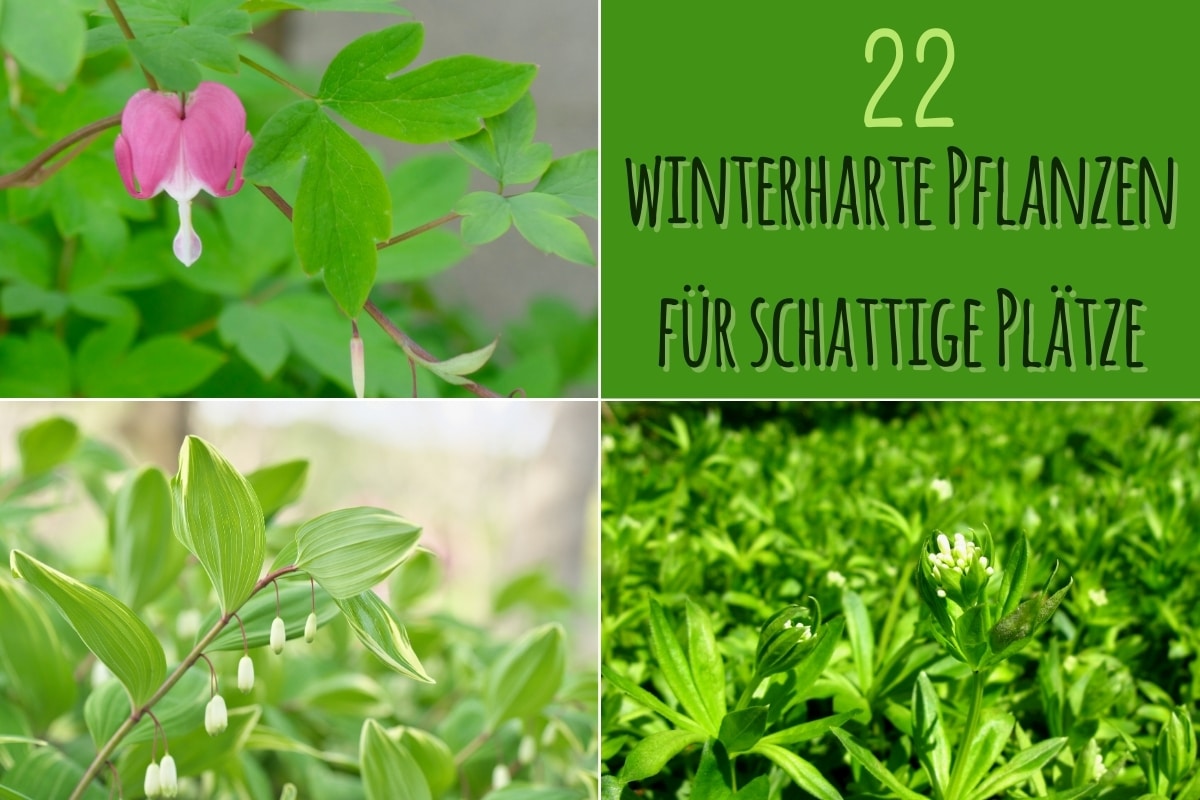 Winterharte Pflanzen für schattige Plätze - Titel