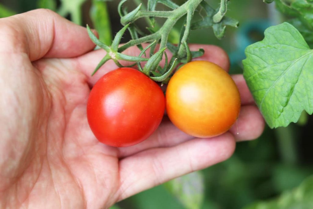 Pflanzen gegen Wespen - Tomaten