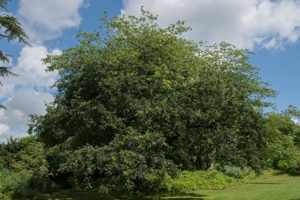 Trauben-Eiche (Quercus petraea), Großbäume