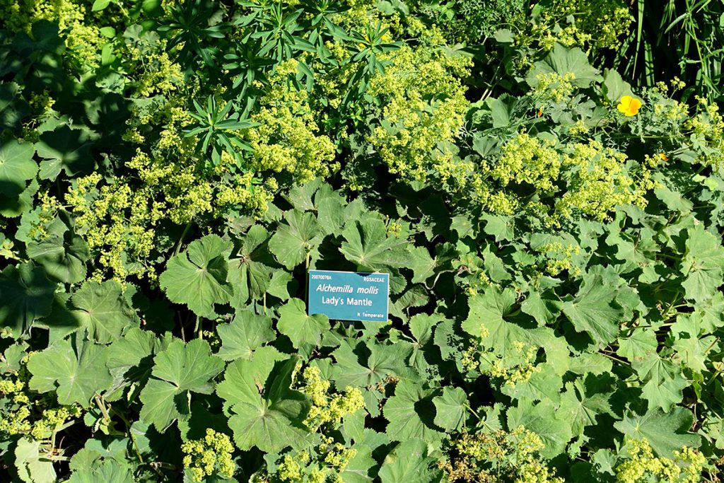 Weicher Frauenmantel (Alchemilla mollis), Begleitpflanzen