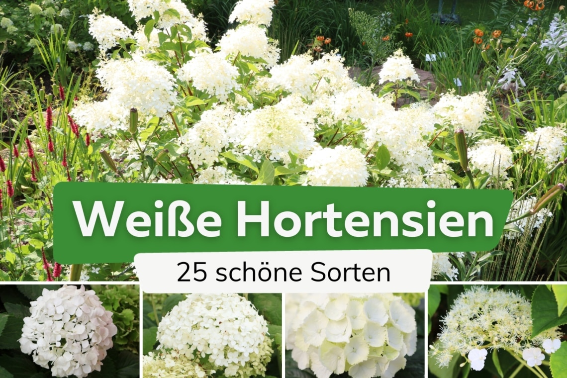 Weiße Hortensien