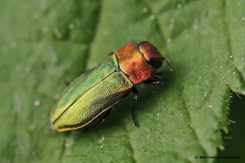 Zierlicher Prachtkäfer (Anthaxia nitidula), heimischer Käfer