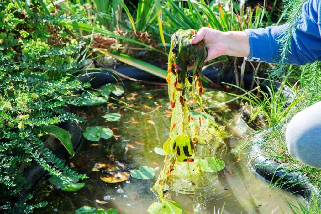 Düngemittel für Agapanthus - Hand entnimmt Algen aus Gartenteich
