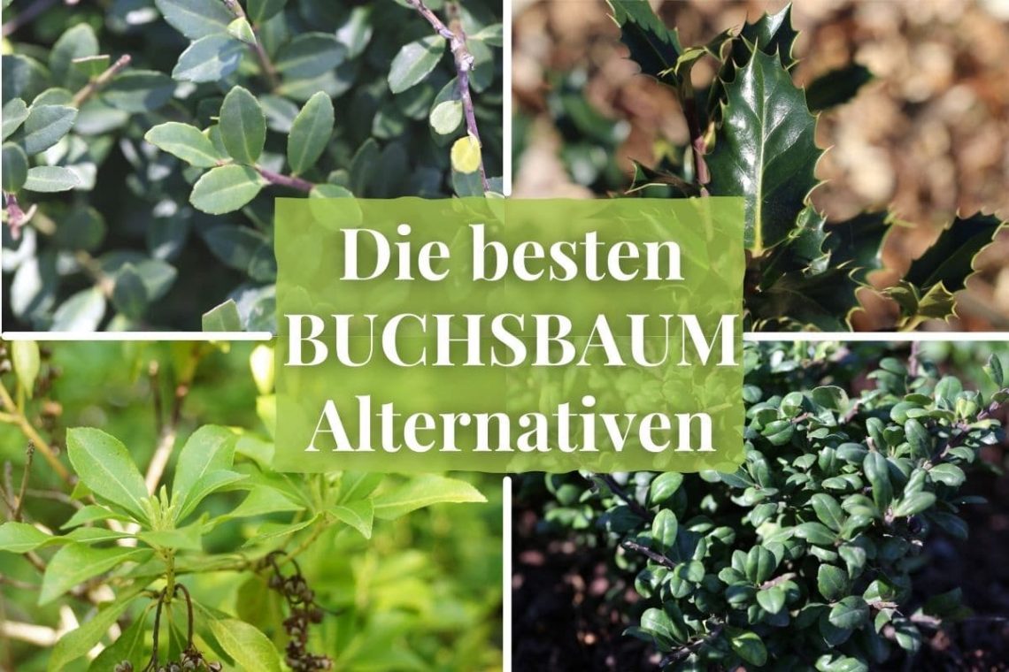Buchsbaum-Alternativen