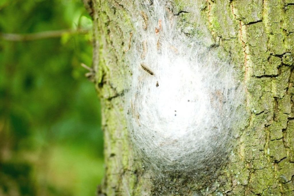 Nest mit Eichenprozessionsspinern