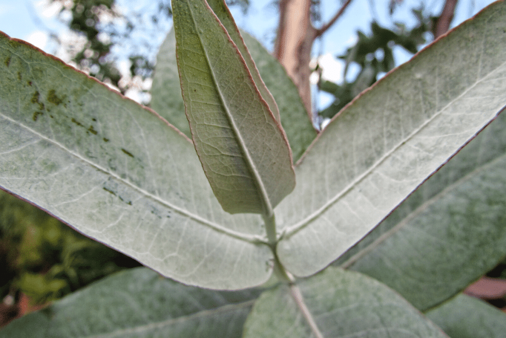 Blauer Eukalyptus - Eucalyptus globolus