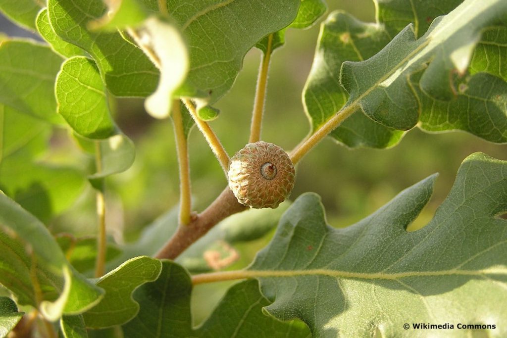 Flaum-Eiche (Quercus pubescens), heimische Eichenart