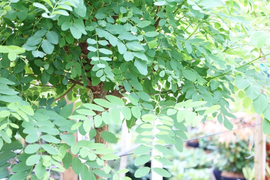 Kugelrobinie - Robinia pseudoacacia 'Umbraculifera'