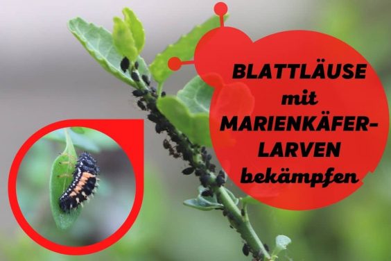 Marienkäferlarven gegen Blattläuse einsetzen