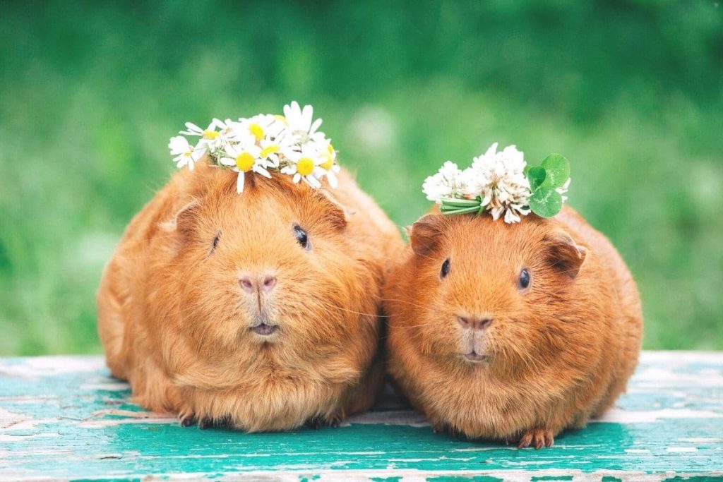 zwei Meerschweinchen mit Blumen