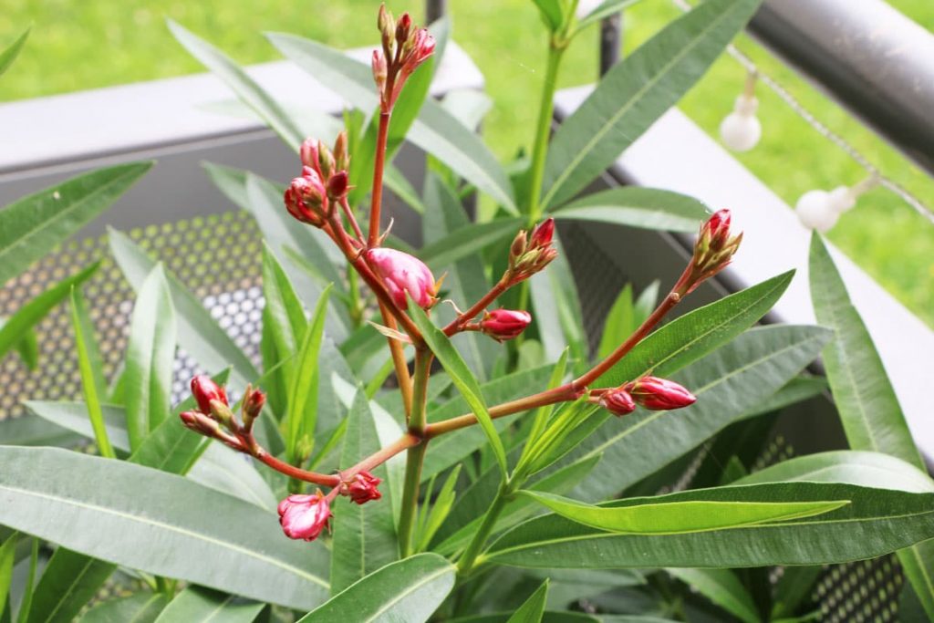 Oleander - Nerium oleander