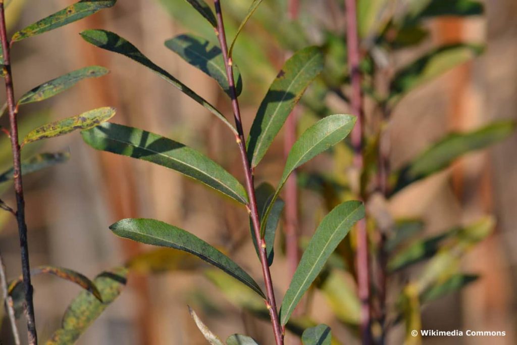 Purpur-Weide - Salix purpurea