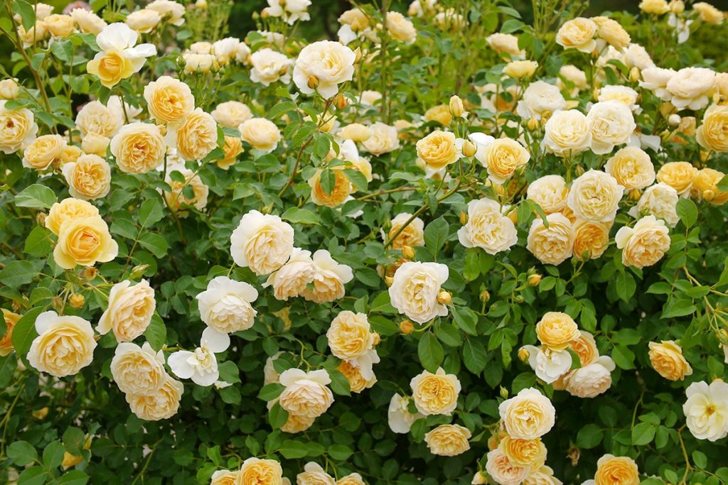 Englische Rose "Graham Thomas", ideal im Cottage Garten