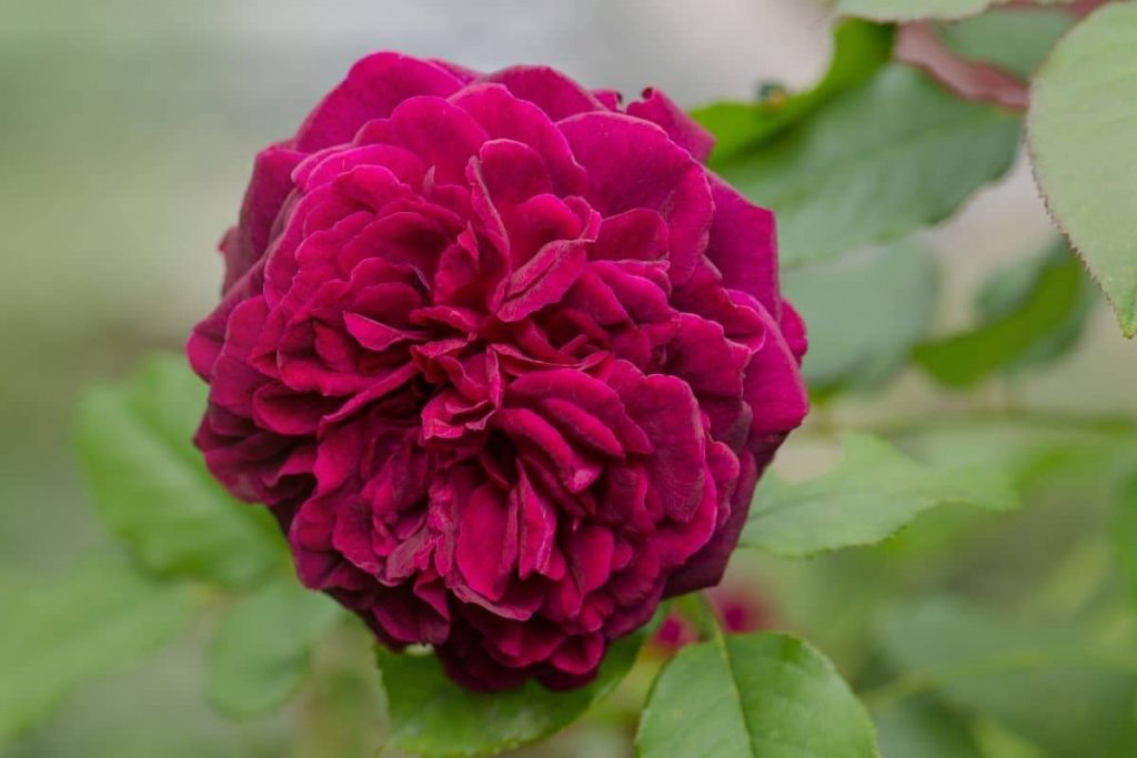 Rose "Munstead Wood"
