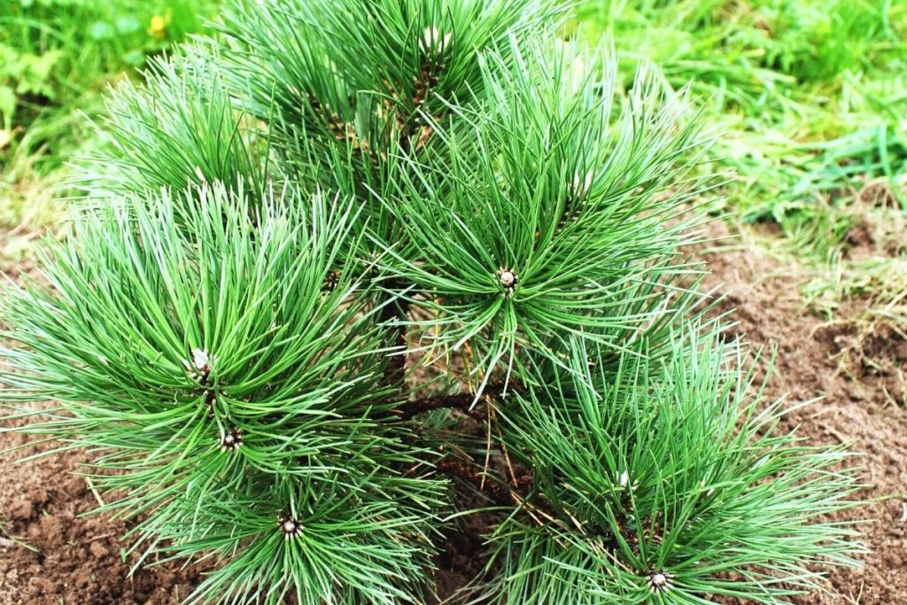 Schwarzkiefer - Pinus nigra